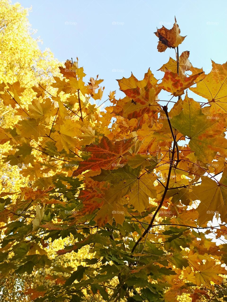 Fall Wins! (Bonus Exclusive Mission)