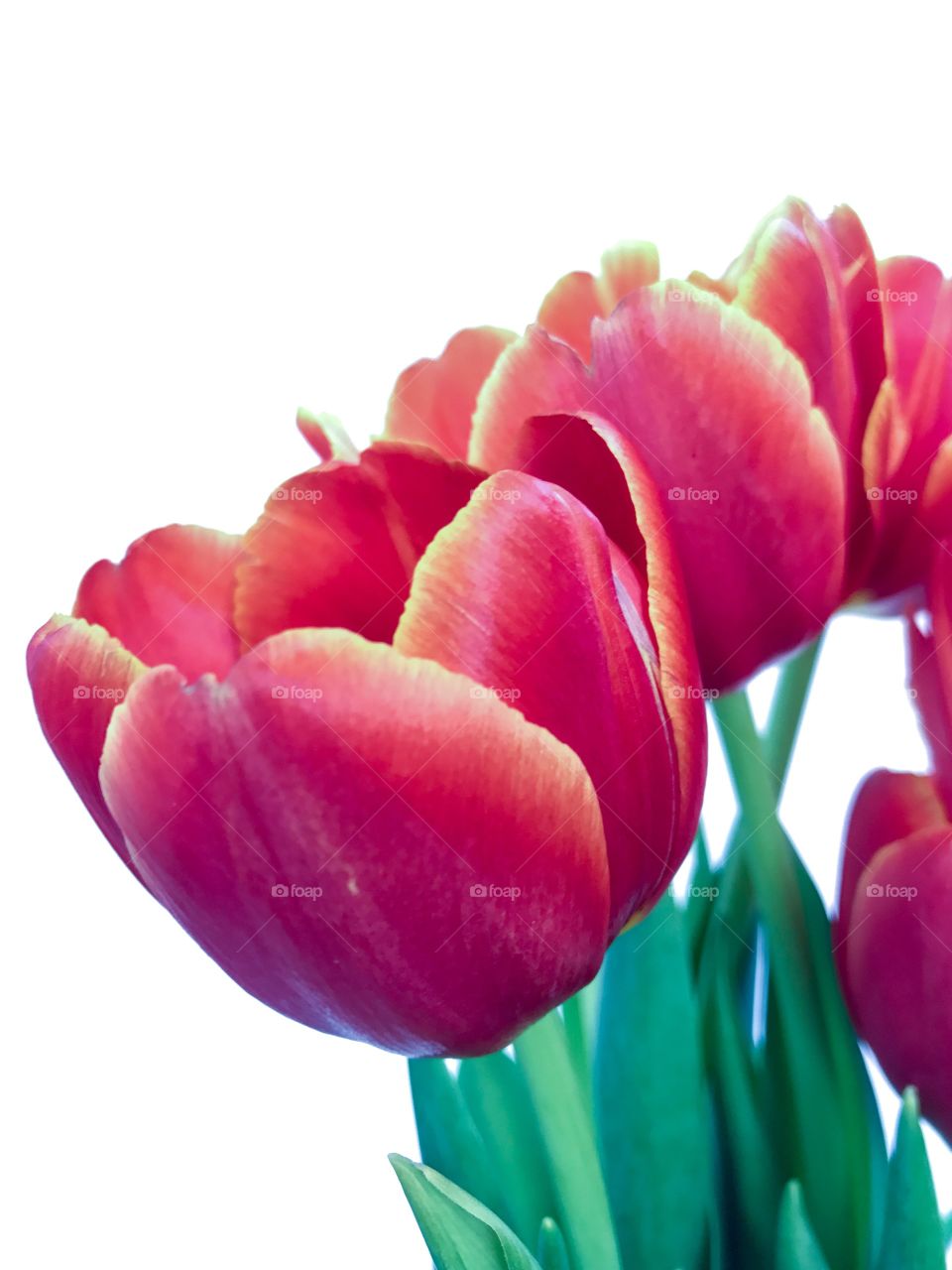 Red tulips 