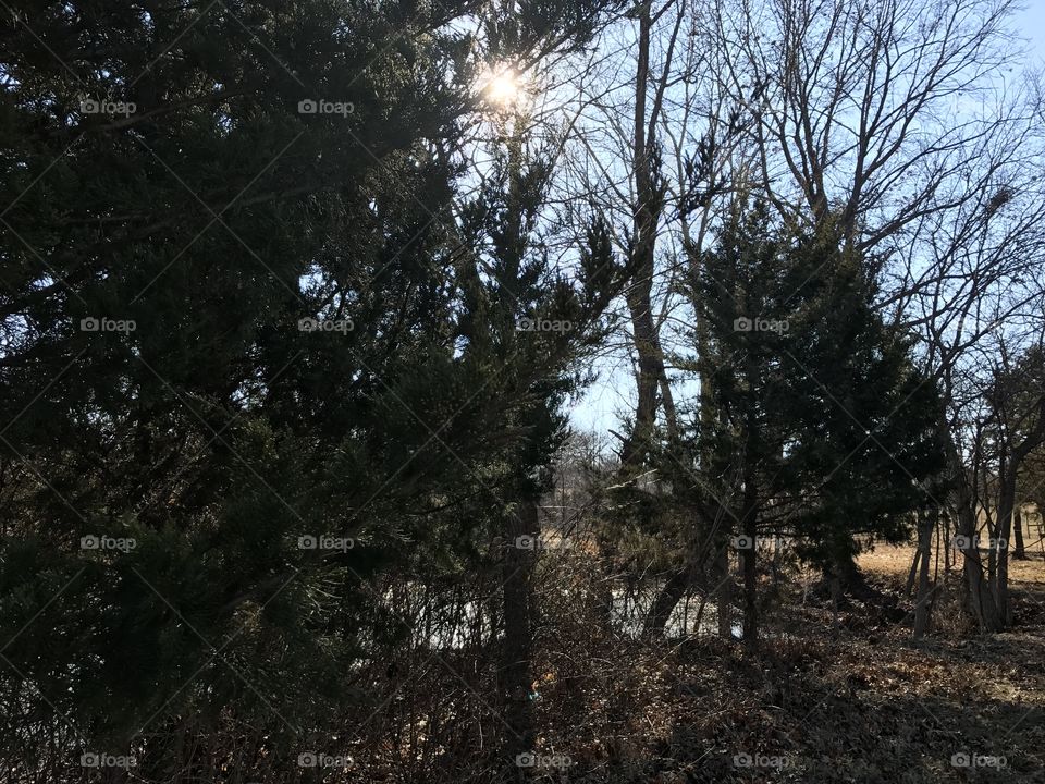 Forest in every season, heavy, winter, forest, thick, trees, leaves, dark, sky, sun, day, season, woods, wood, evergreen, bare, branches, trail, path