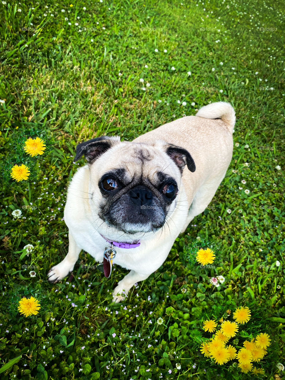 Izzy the Pug enjoying her time outside today.