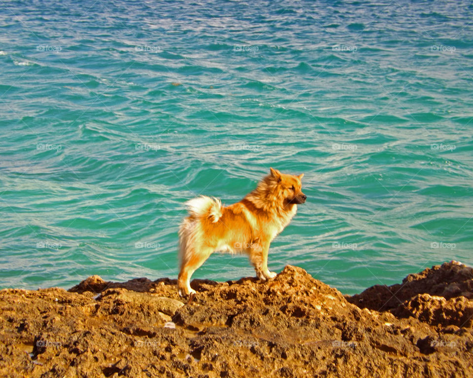 dog and ocean
