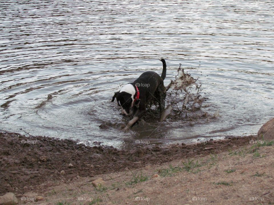 dog paying in the water