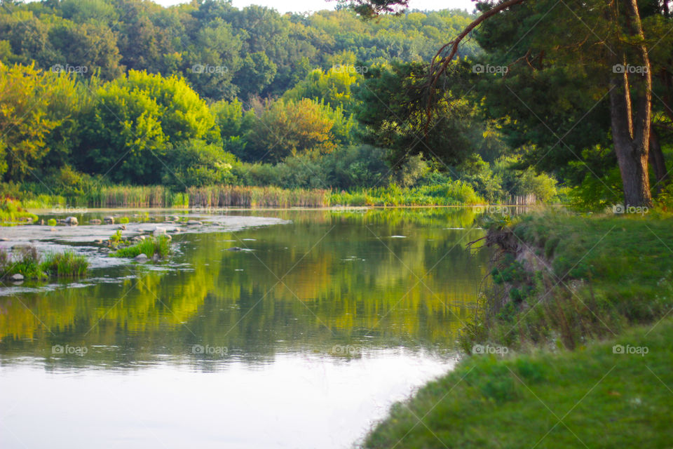 River in the forest