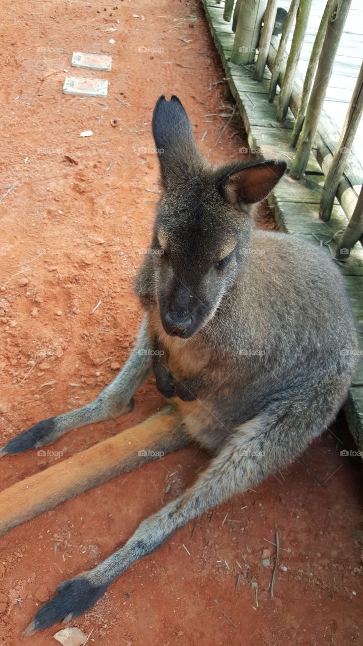 Marsupial, Kangaroo, Mammal, Zoo, Wildlife