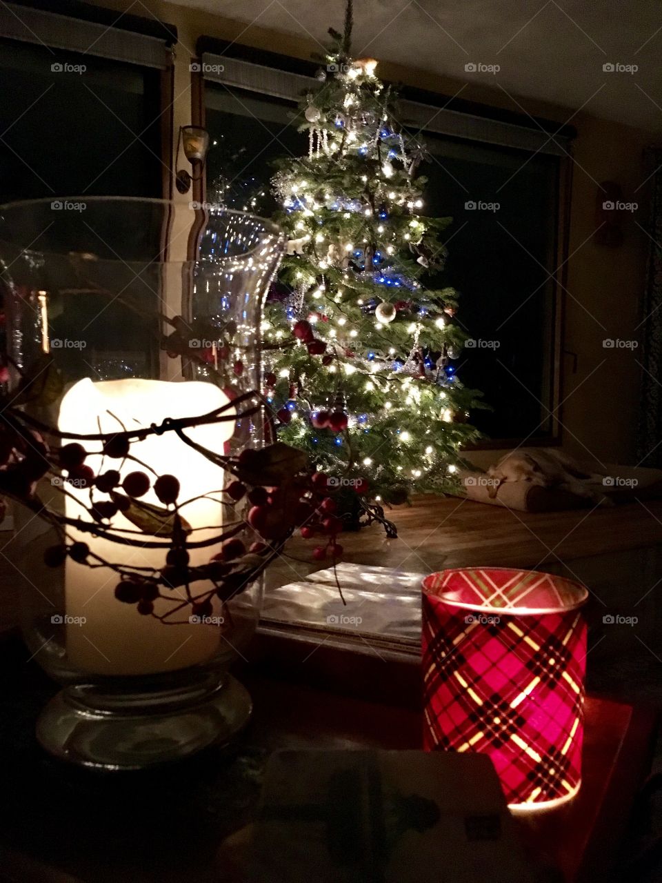 Christmas relaxation yellow Labrador sleeping