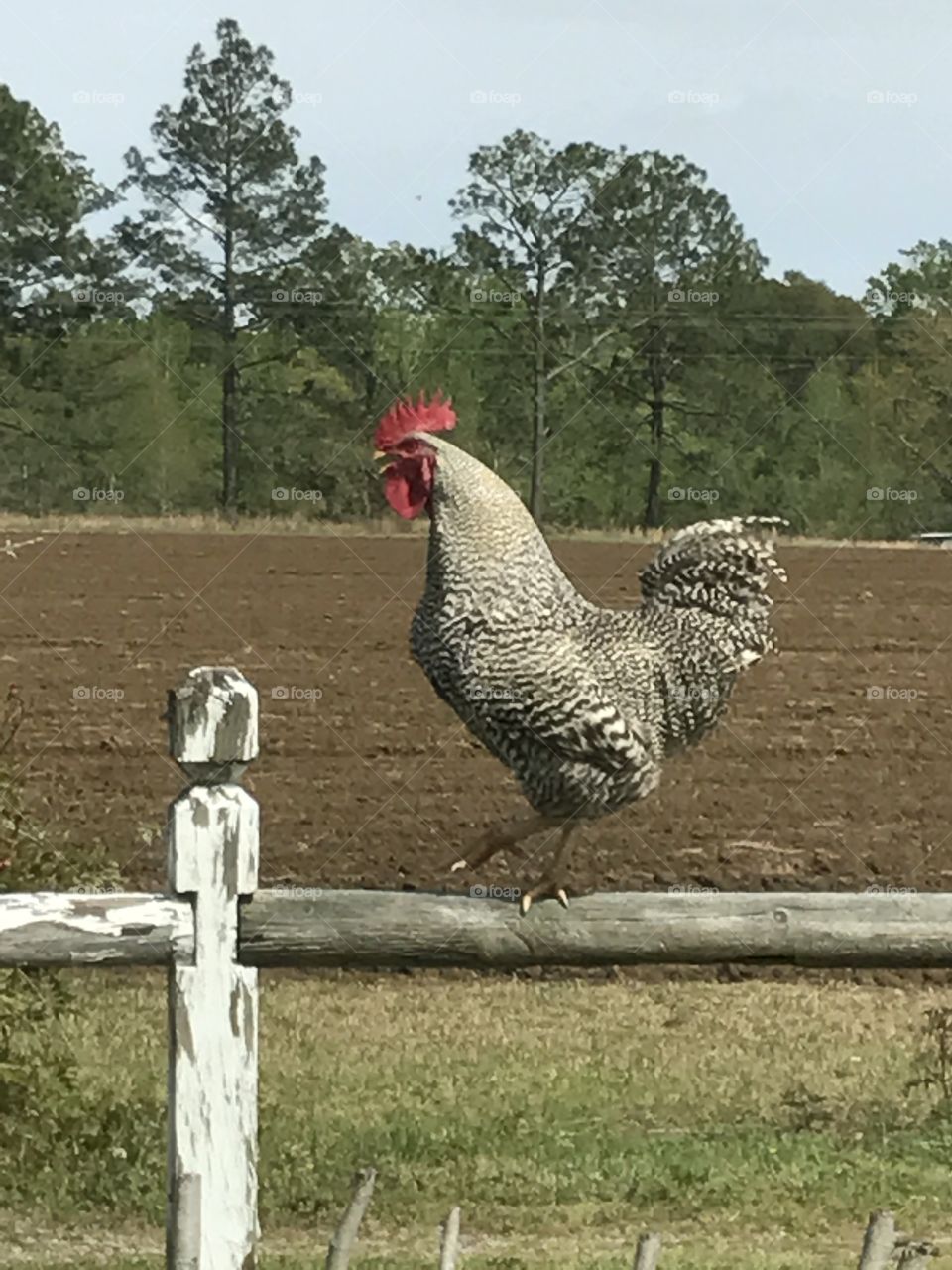 Rudy the rooster crowing on the fence