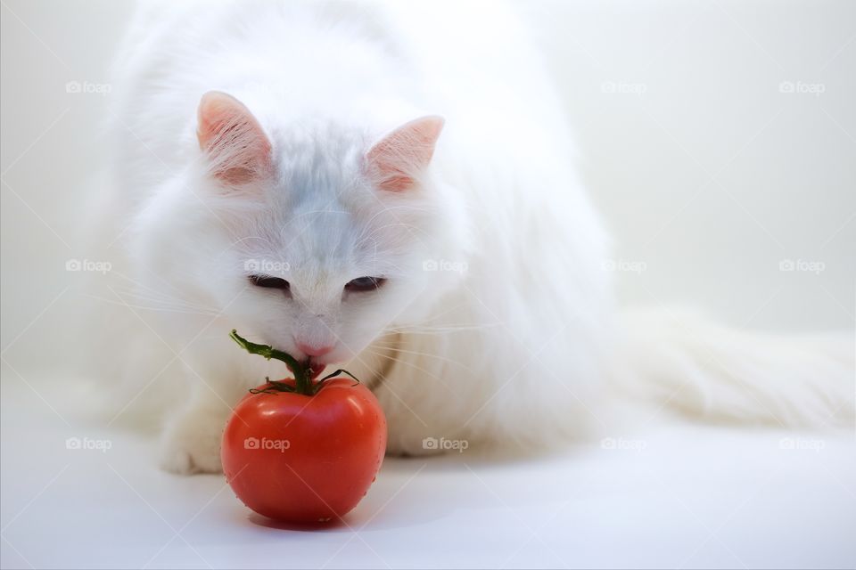 White norwegian forest cat and tomatoes