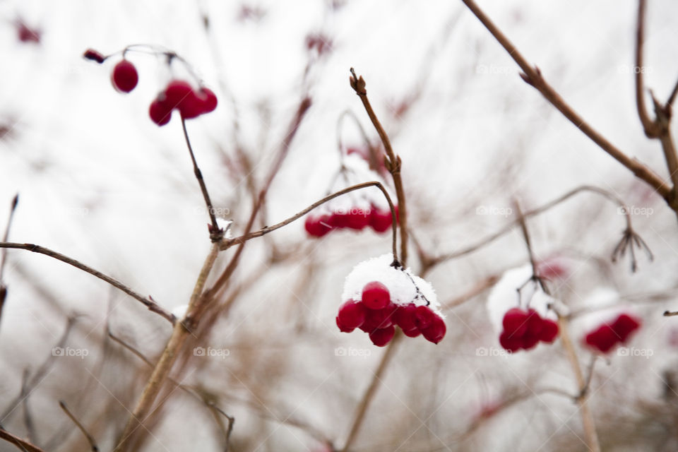 Winter, Nature, No Person, Snow, Tree