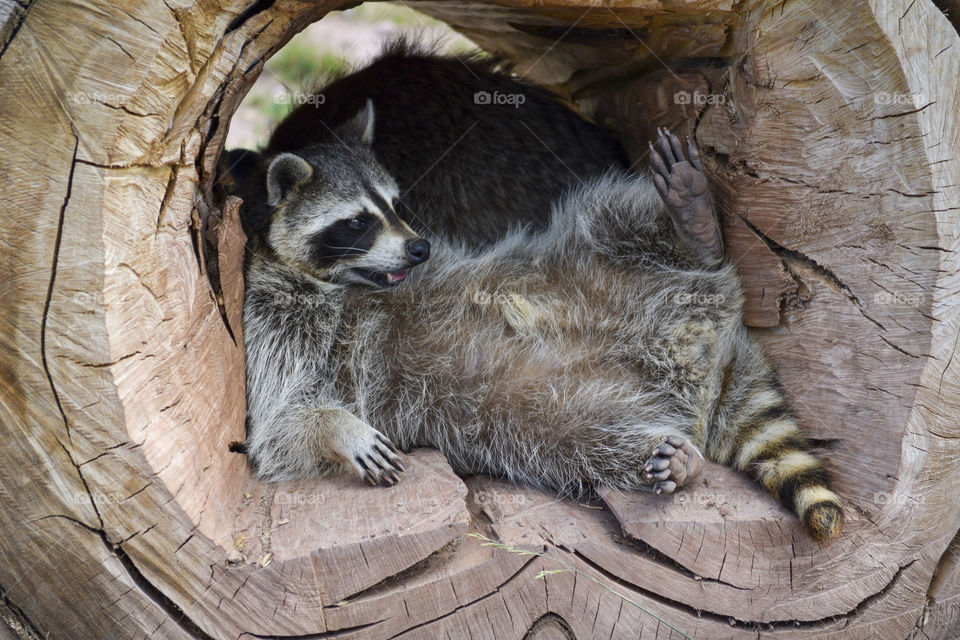 Raccoon in a Log