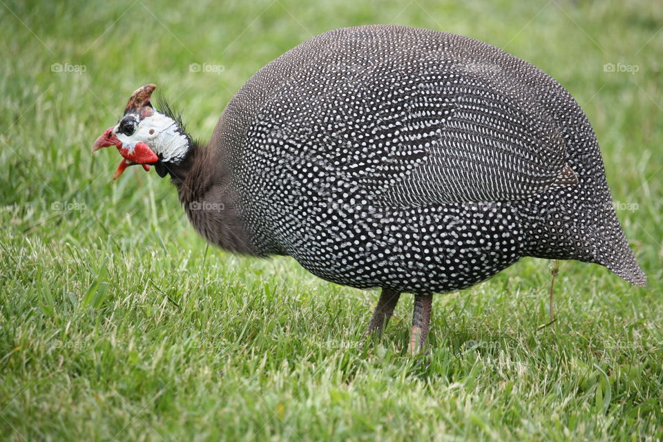 Guinea fowl