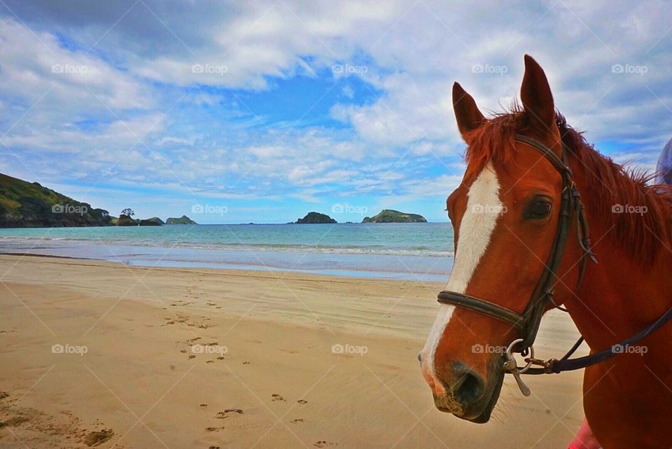 Beach Horse. Horseback Riding at Matauri Bay