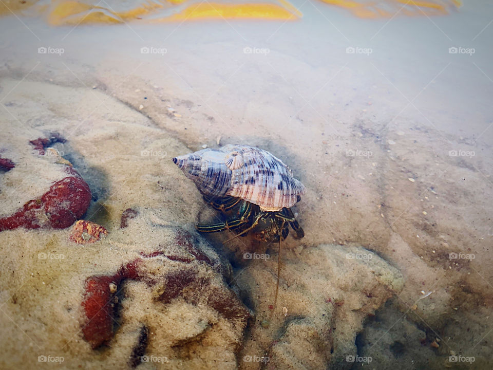 Hermit crab in sea water
