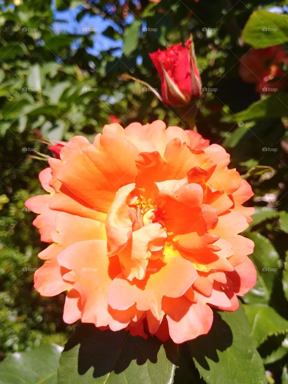 flower Blume blühen Blüte blume orange plant pflanzlich pflanze Rose beautyful