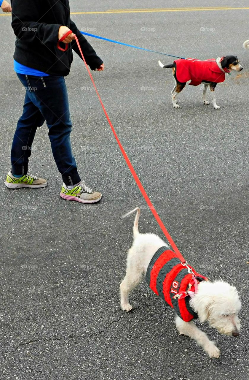 Dog owners enjoy numerous health and social benefits by walking their dog a few times a week. Benefits include improved cardiovascular fitness, lower blood pressure, stronger muscles and bones, built up by walking regularly), and decreased stress.