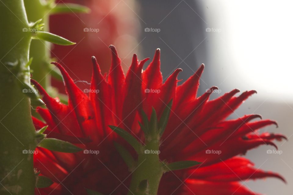 Close-up of a red cactus