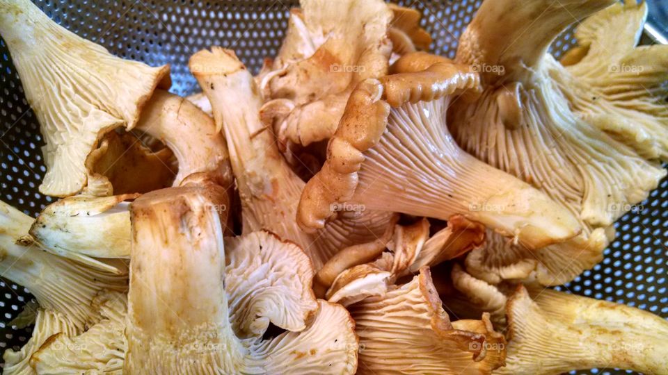 Chanterelles. fresh picked Oregon mushrooms.