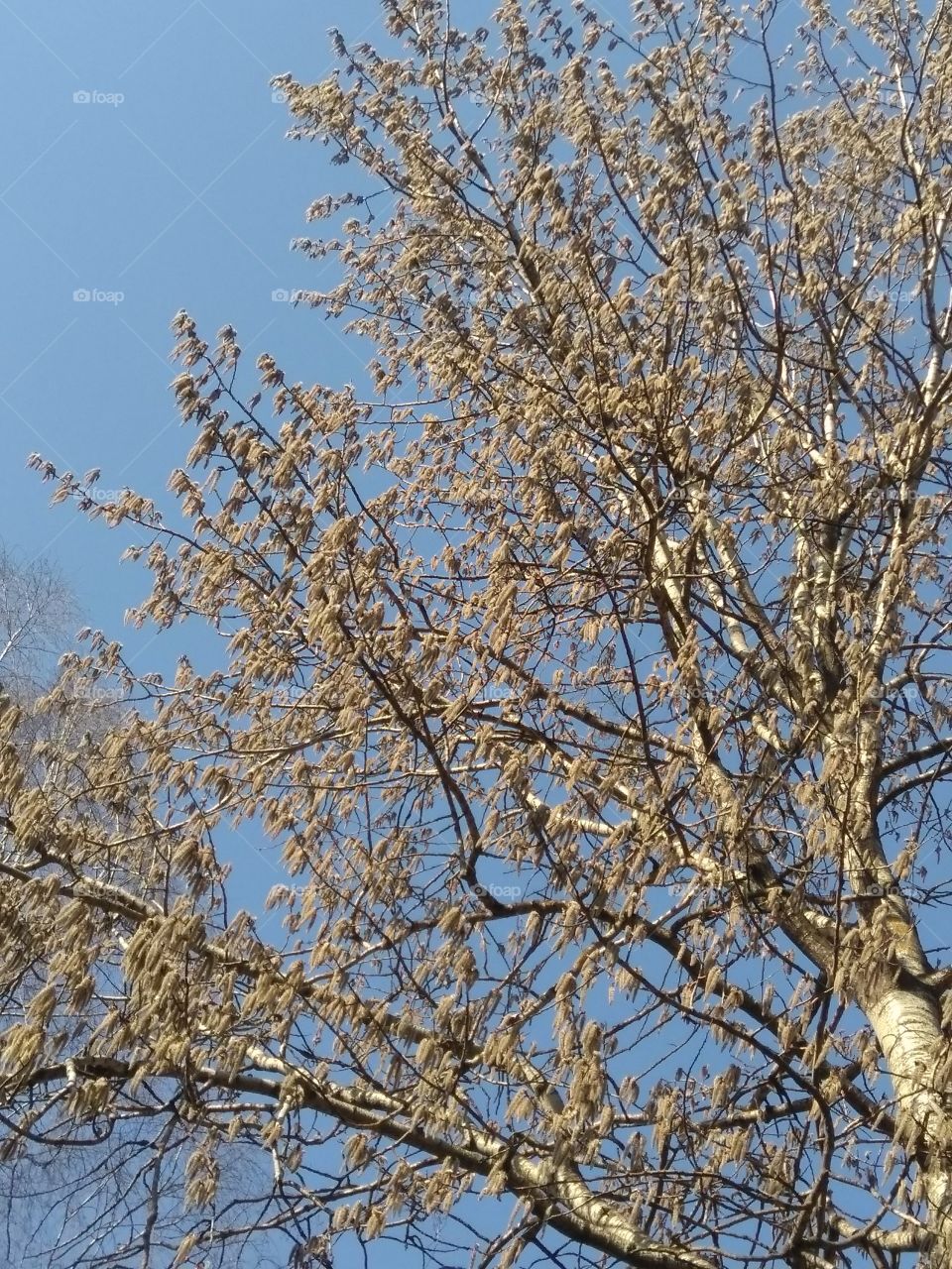 spring blooming tree blue sky background