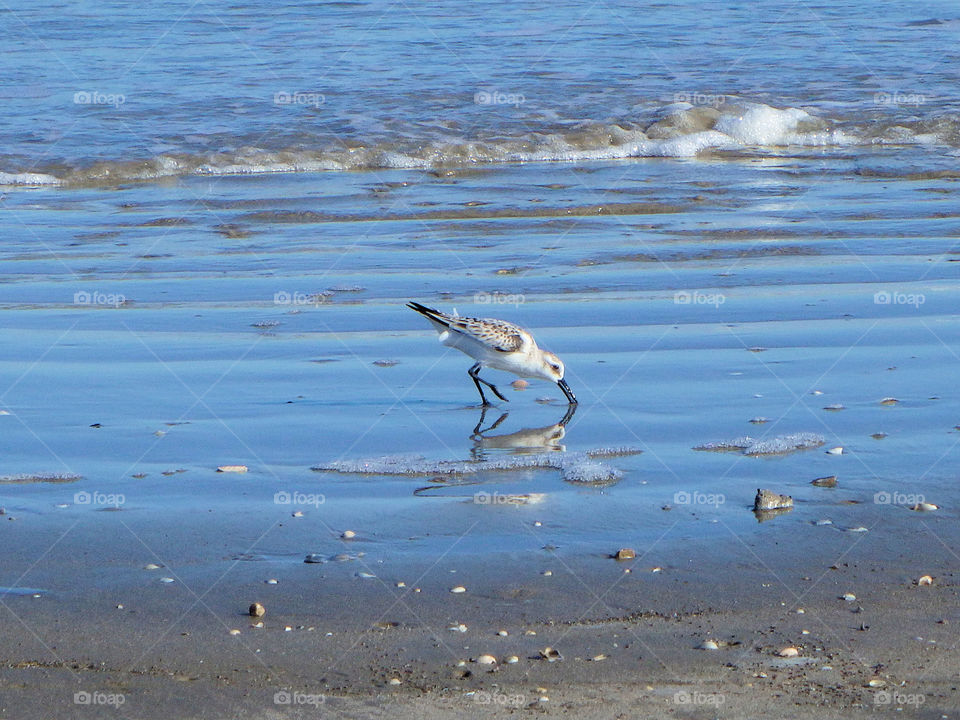 Beach Bird