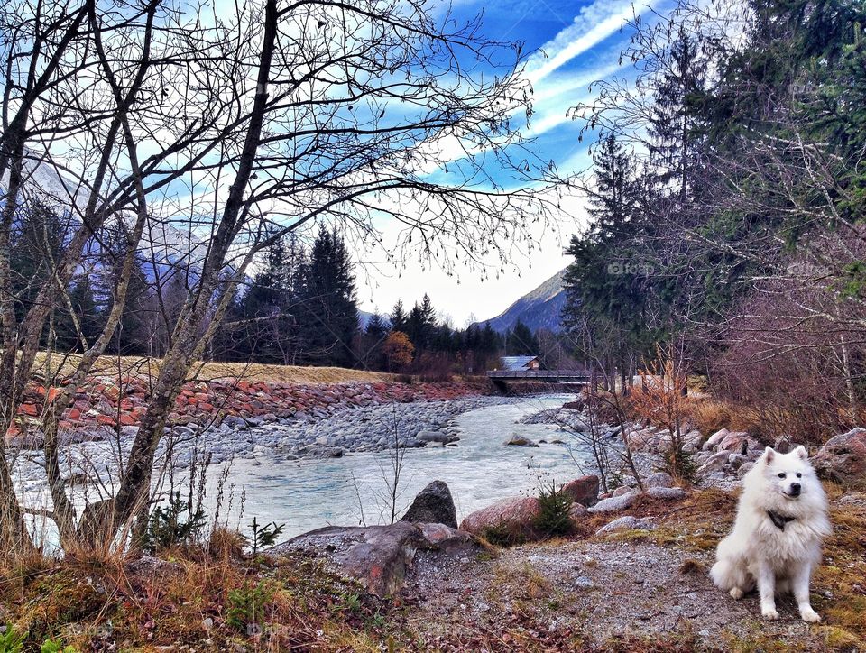 American Eskimodog series