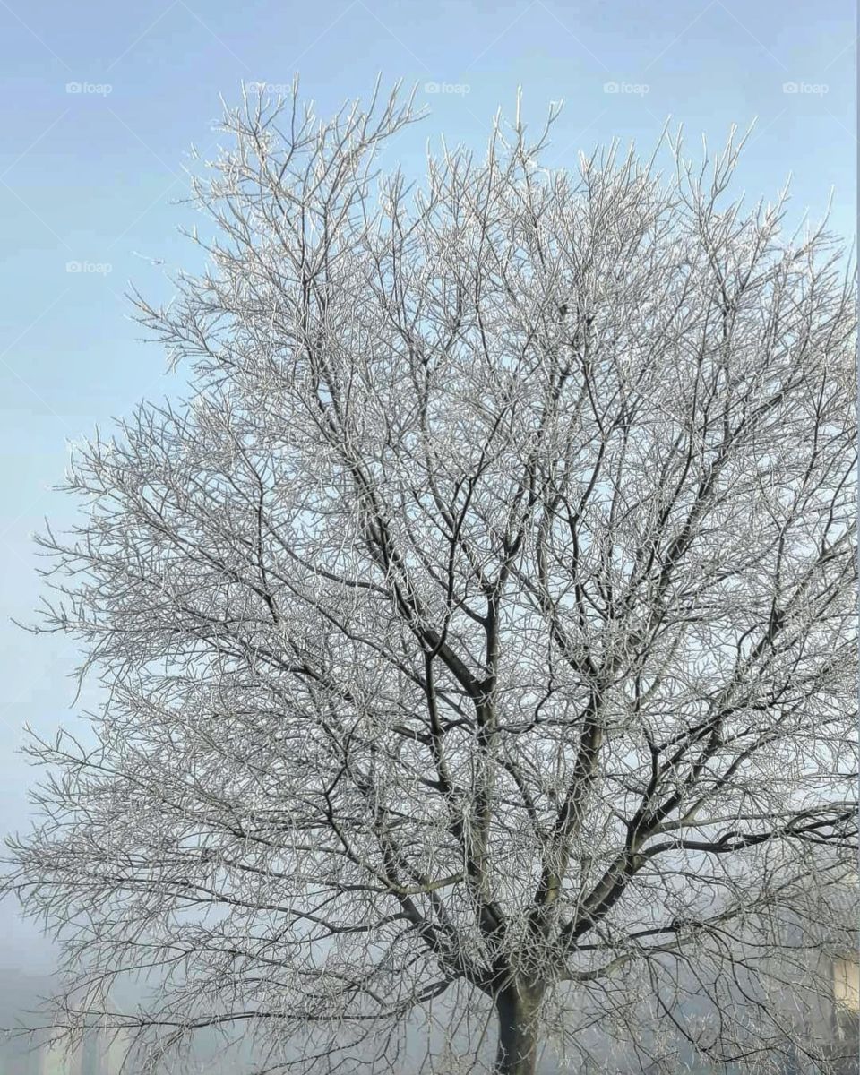 Tree, Winter, Branch, Wood, Season