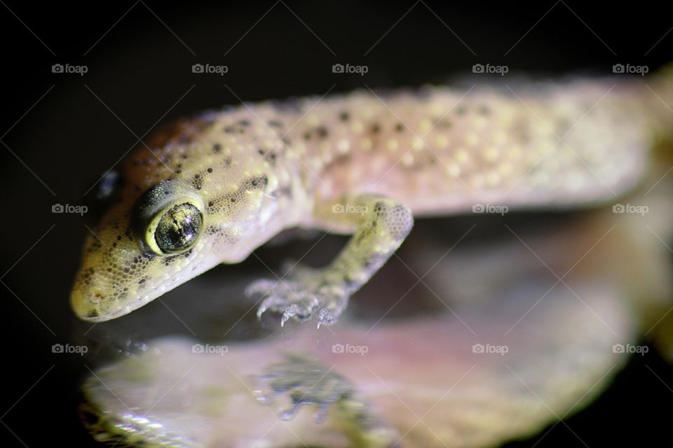 Reflection Of  Reptile