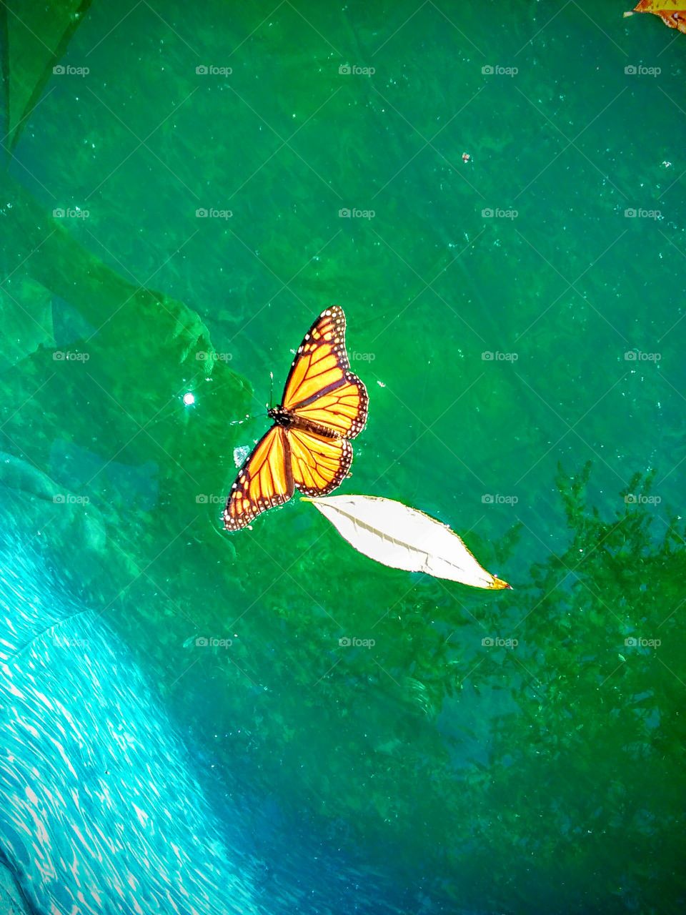 life of butterfly