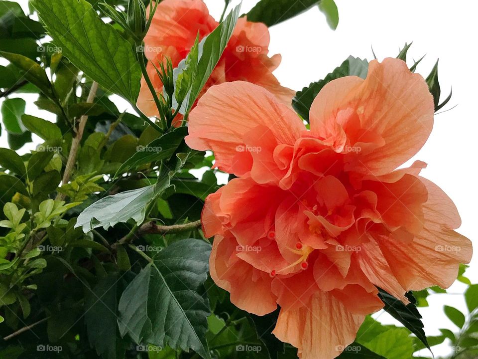 Close-up of orange flower