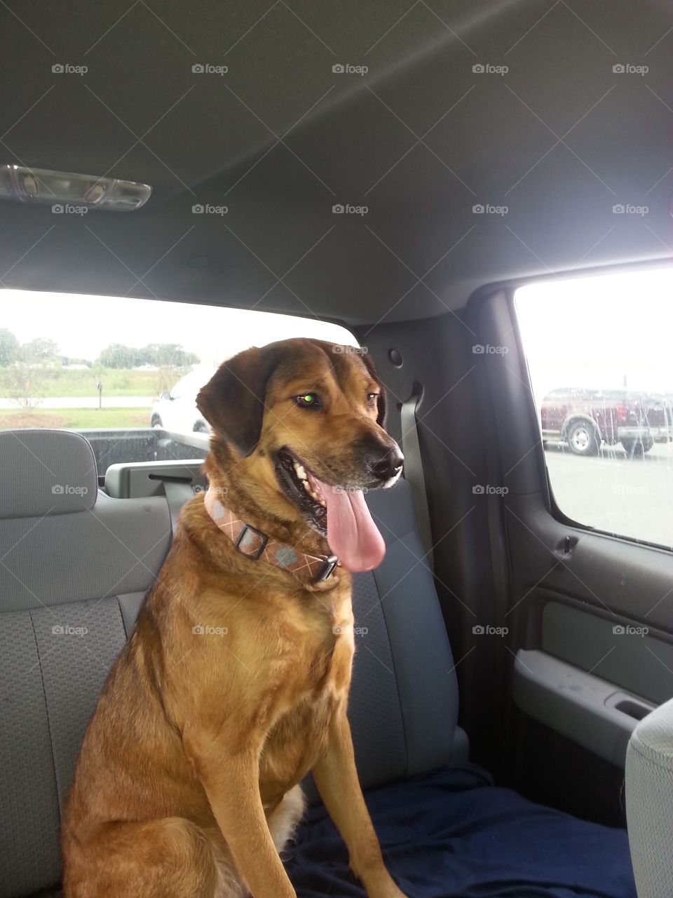 Lovely lab /golden retriever doing what she dies best. Back seat driver. This sweet girl got hit by a vehicle today February 9 2016. I am so sad.