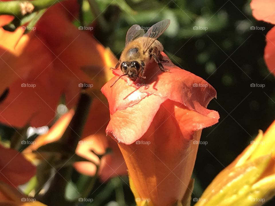 Bee on a flower in search of pollen