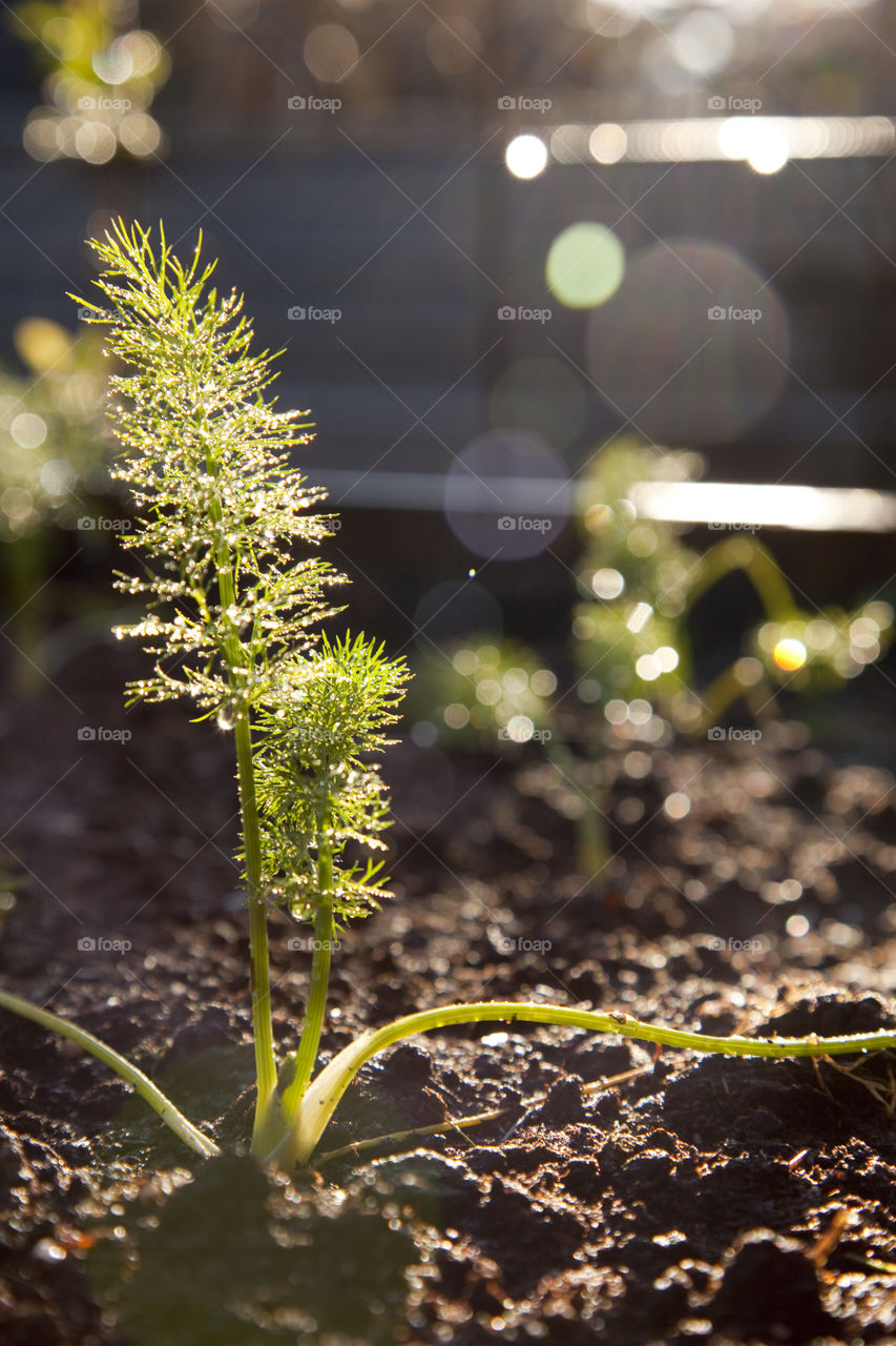 Fennel