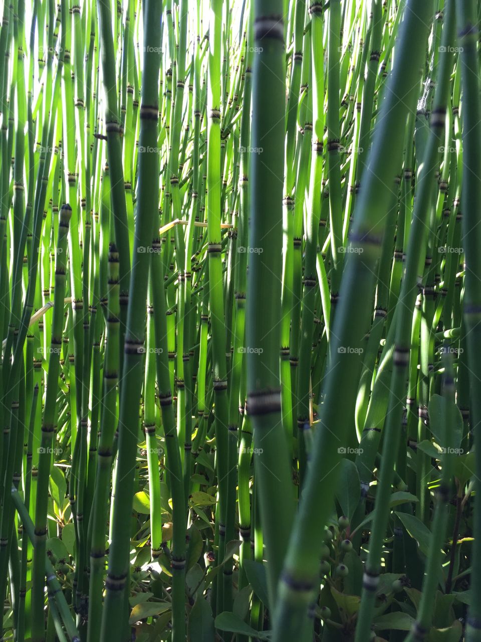 Green shoots. Lush green shoots