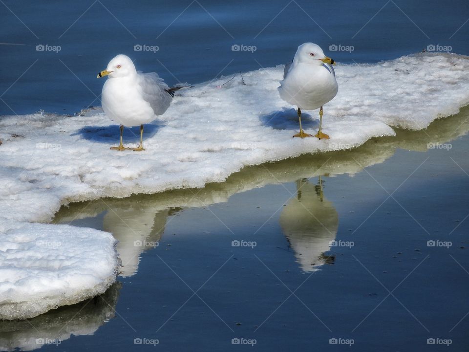 Seagulls St Lawrence River 