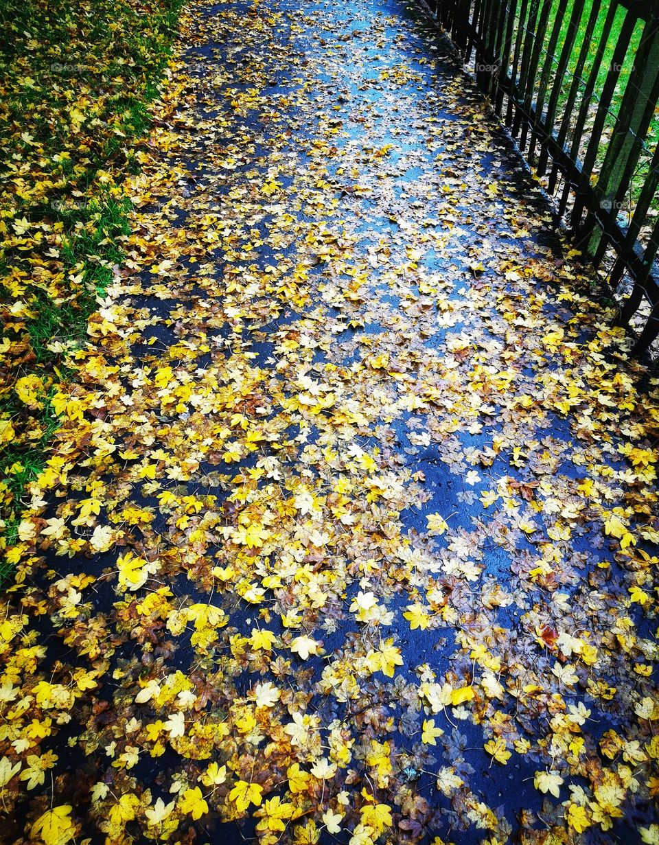 Grass, path and fence with autumn leaves