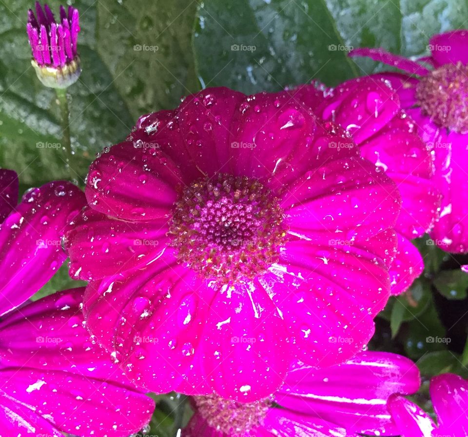 Pink daisies in the rain