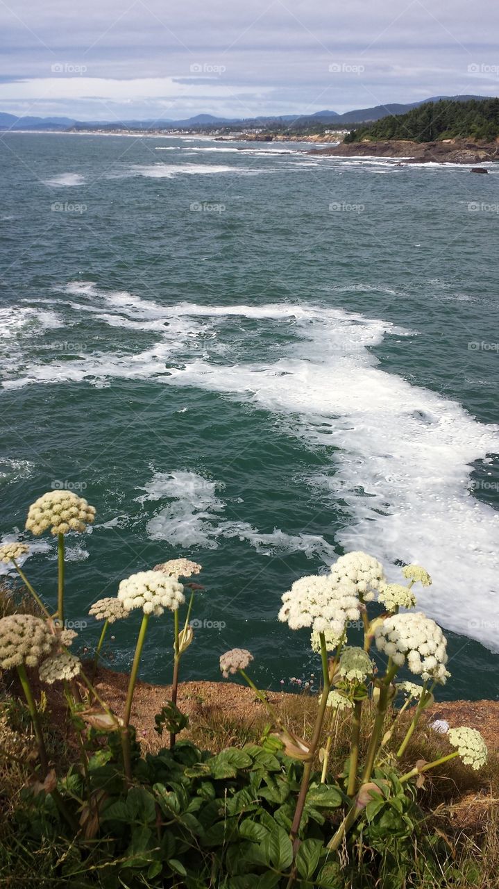 Oregon Coast Flowers