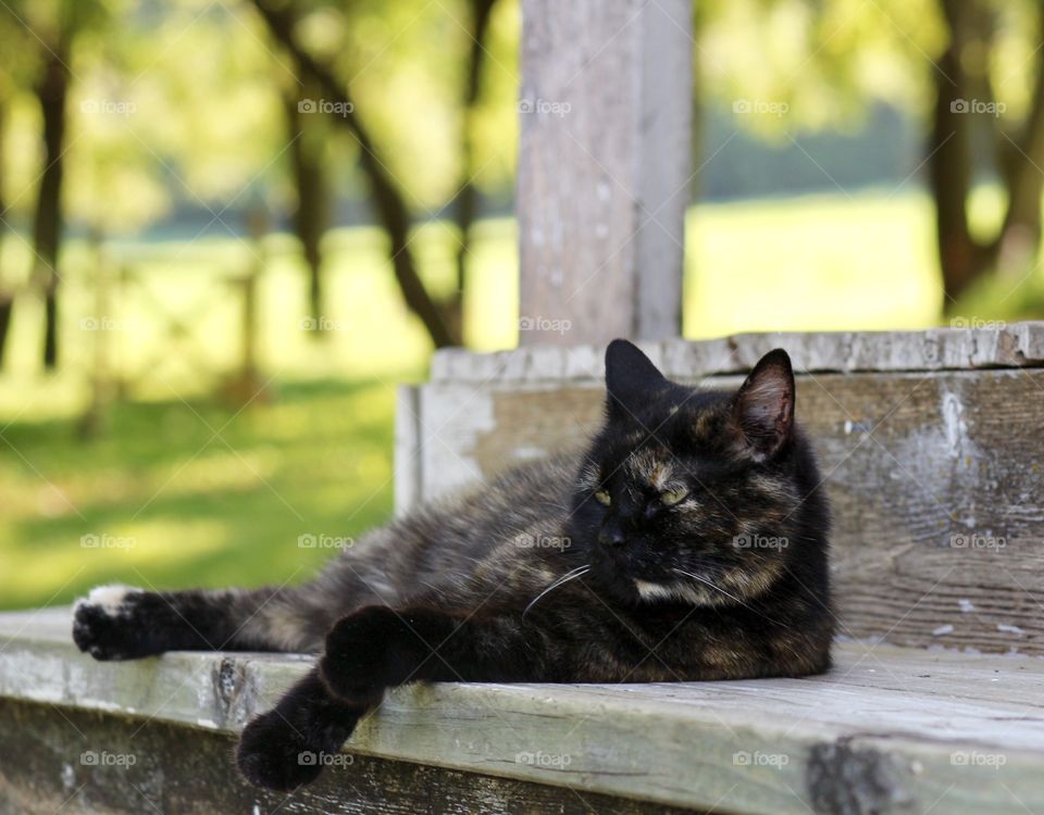 Summer Pets - a tortoise shell cat resting on a wooden porch step with a blurred background in a rural area in the summer