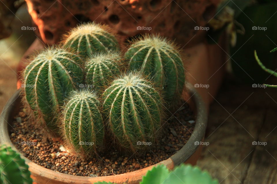 6 colorful cactus trees  Together in the same pot  A soft sunlight shone down on the cactus that looked beautiful.