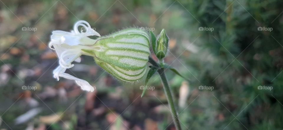 white flower in autumn