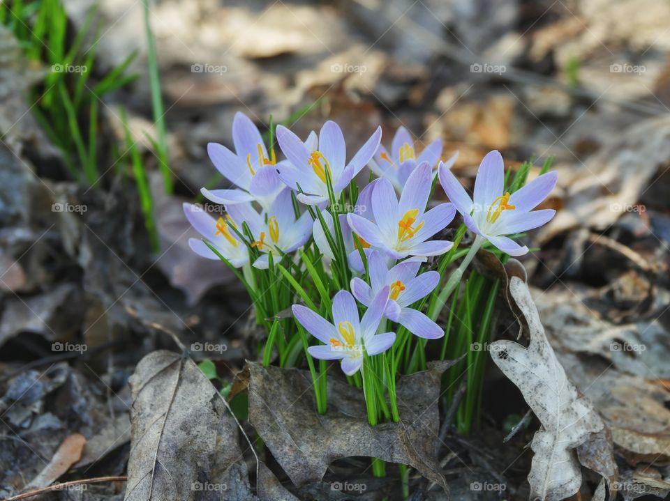 Crocus blooming between weathered foliage