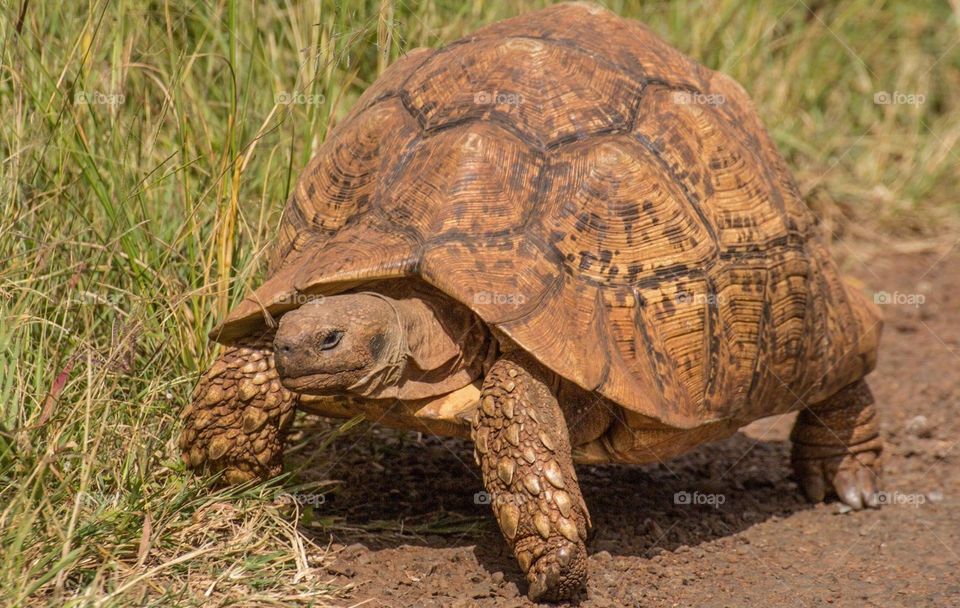 Tortoise 
