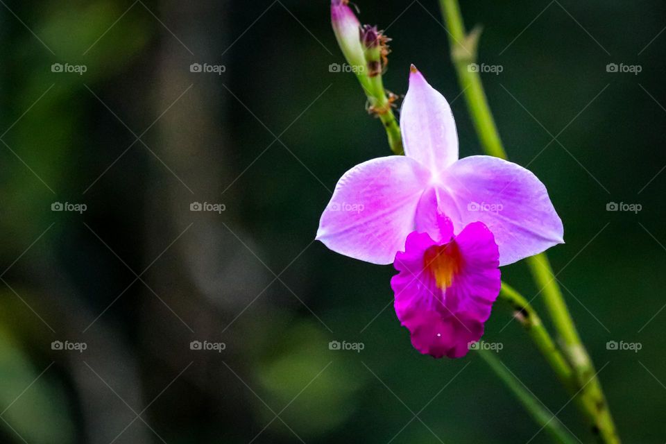 Isolated magenta colour center and pink and purplish colour of the petals