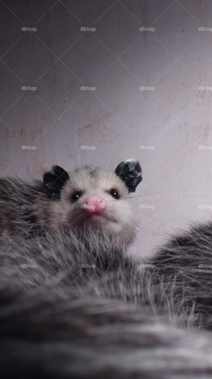 grouchy opossum