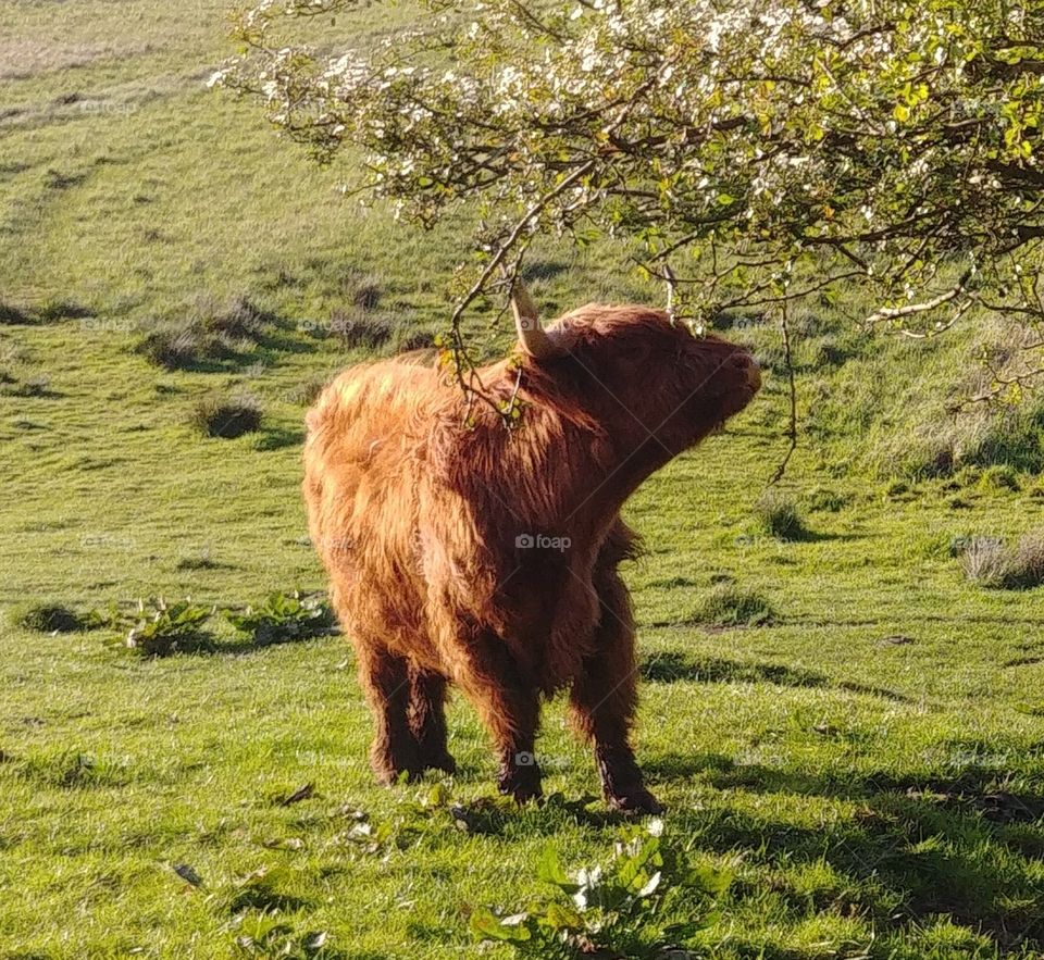 rind cow kuh schottisches highland weide Wiese grün braun bull Bulle Hörner