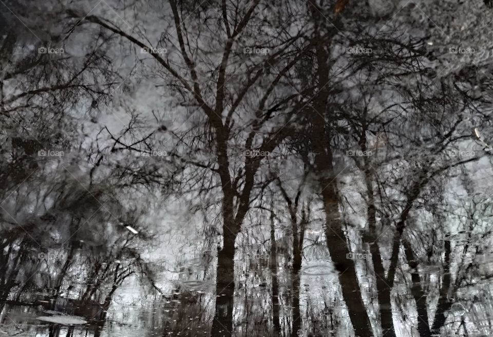 trees. reflection.