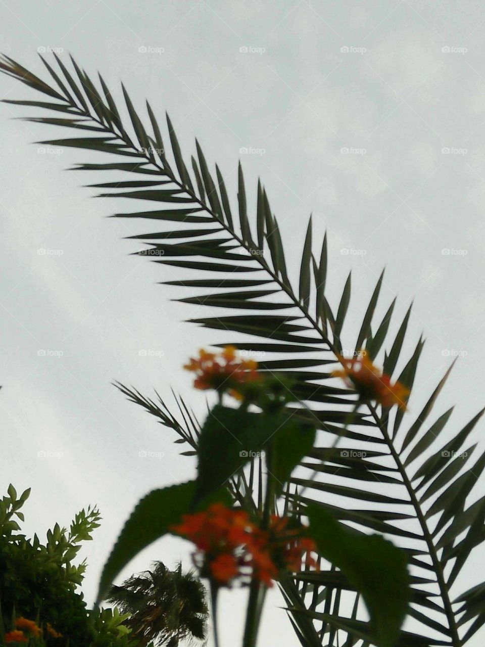 Beautiful palm tree and flower.