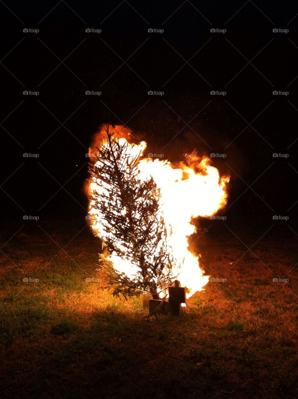 tree fire night flames by wmm1969
