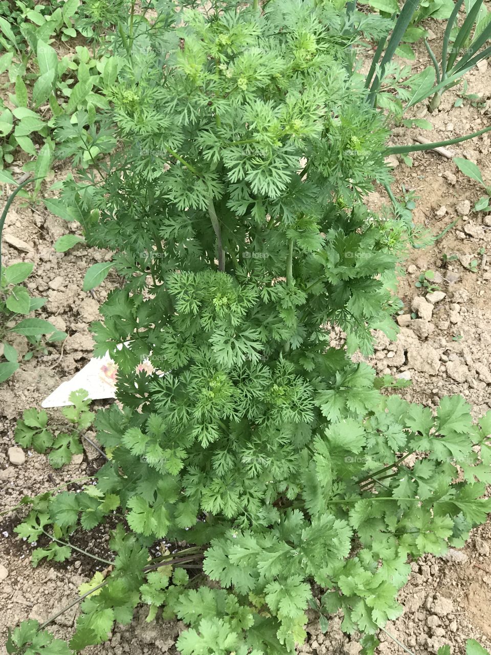 Cilantro