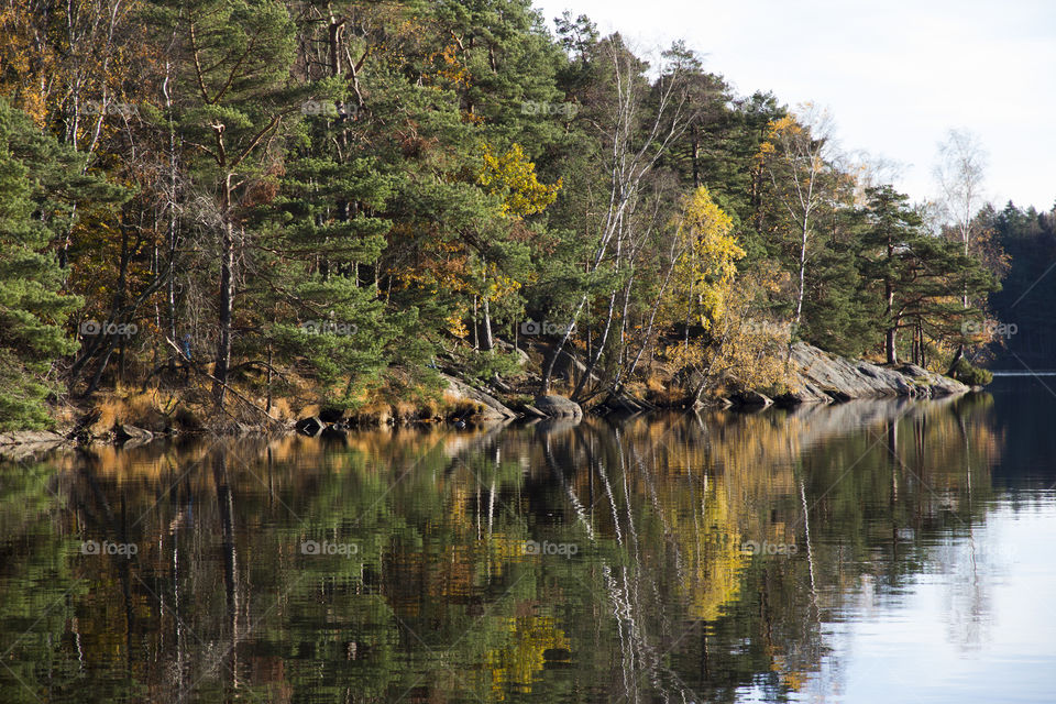 Forest reflections - autumn 