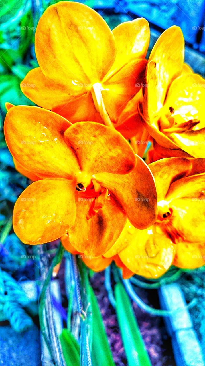 yellow gold orchids . beautiful sight 