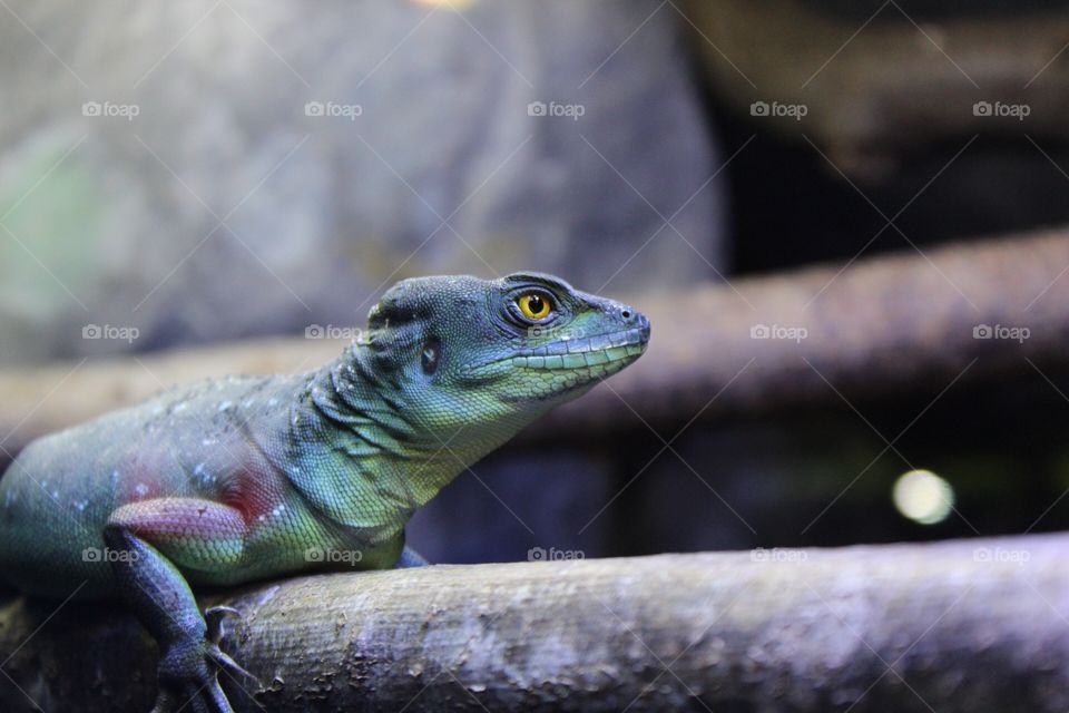 Lizard portrait 